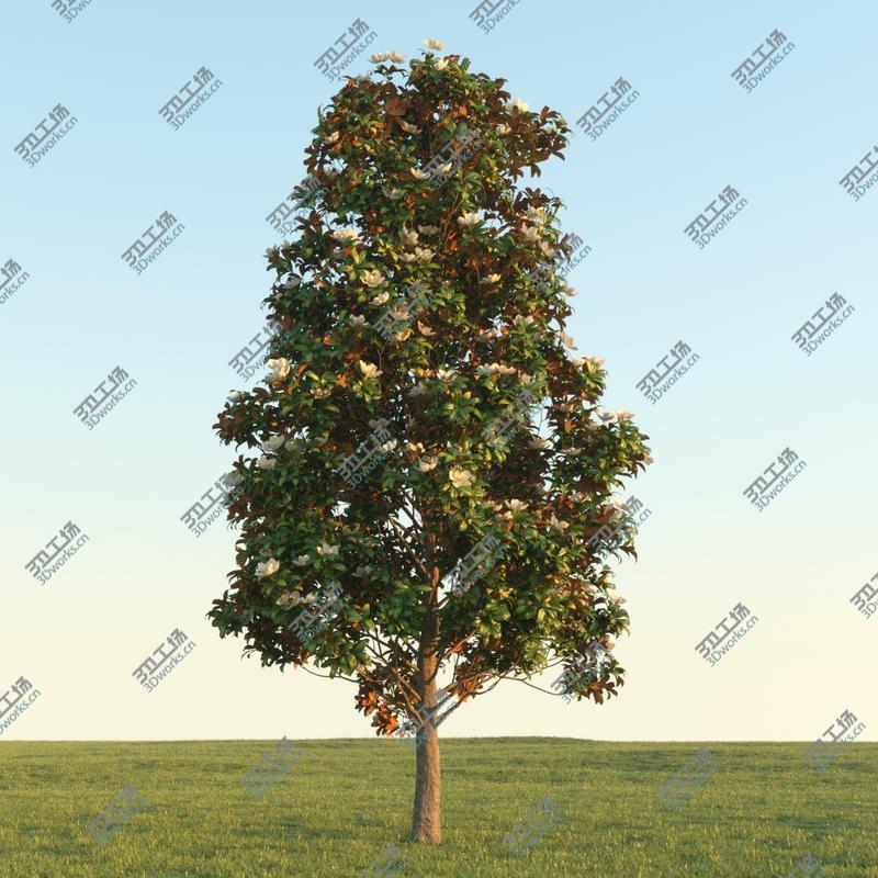 images/goods_img/2021040162/Magnolia tree (2)/2.jpg